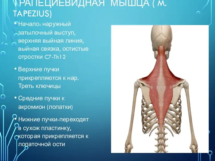 ТРАПЕЦИЕВИДНАЯ МЫШЦА ( M. TAPEZIUS) Начало: наружный затылочный выступ, верхняя выйная линия,