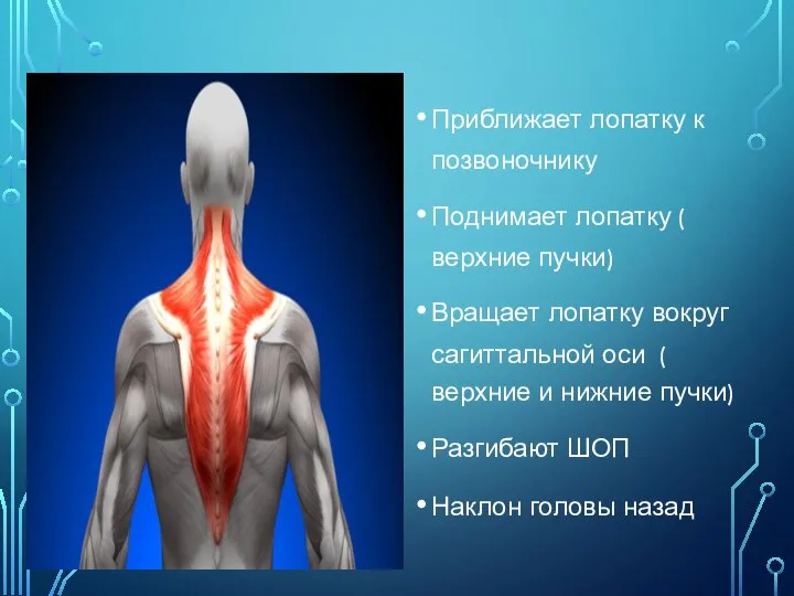 ФУНКЦИЯ : Приближает лопатку к позвоночнику Поднимает лопатку ( верхние пучки) Вращает