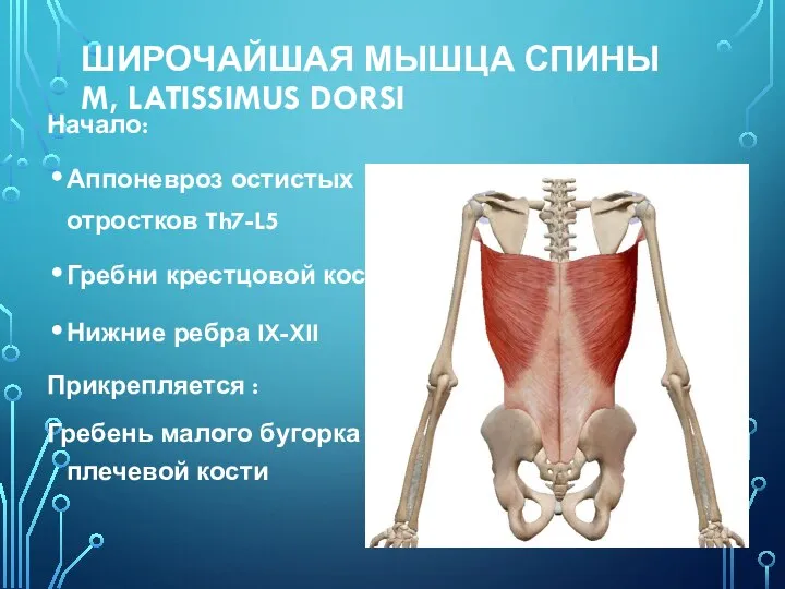 ШИРОЧАЙШАЯ МЫШЦА СПИНЫ M, LATISSIMUS DORSI Начало: Аппоневроз остистых отростков Th7-L5 Гребни