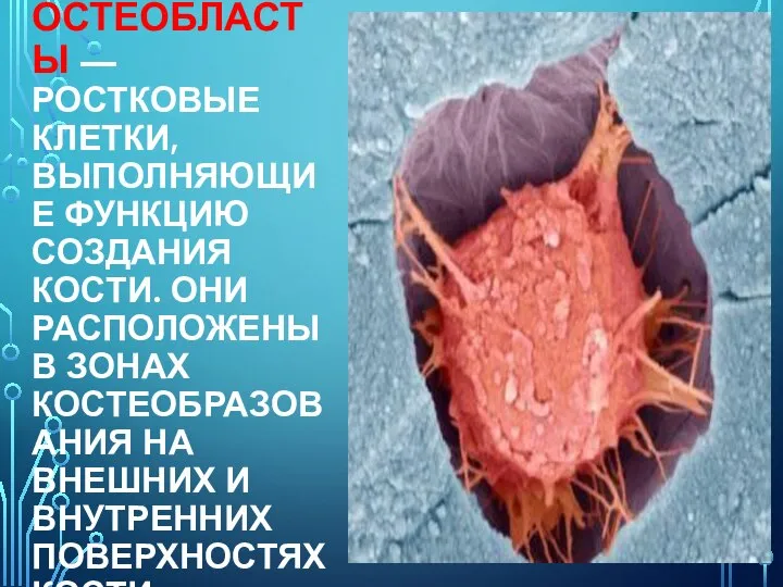 ОСТЕОБЛАСТЫ — РОСТКОВЫЕ КЛЕТКИ, ВЫПОЛНЯЮЩИЕ ФУНКЦИЮ СОЗДАНИЯ КОСТИ. ОНИ РАСПОЛОЖЕНЫ В ЗОНАХ