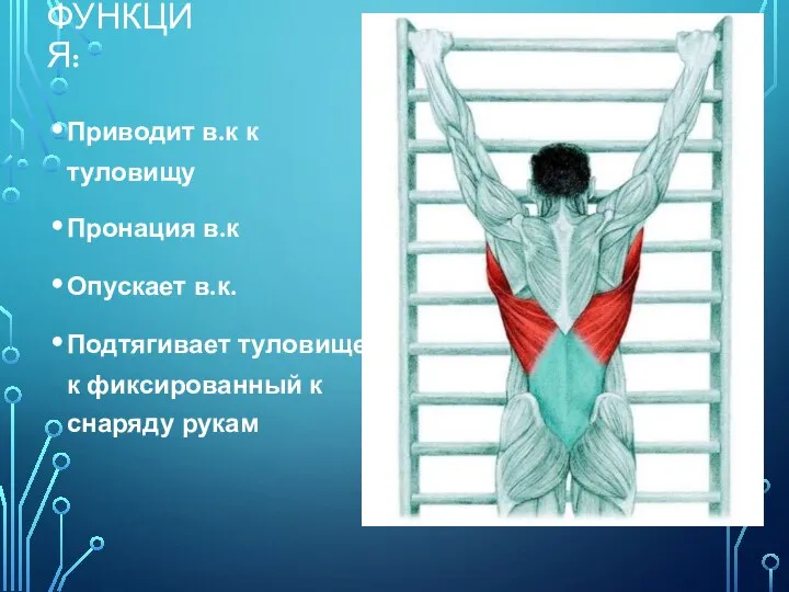 ФУНКЦИЯ: Приводит в.к к туловищу Пронация в.к Опускает в.к. Подтягивает туловище к фиксированный к снаряду рукам