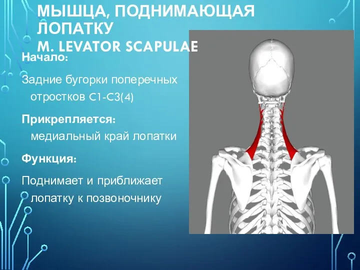 МЫШЦА, ПОДНИМАЮЩАЯ ЛОПАТКУ M. LEVATOR SCAPULAE Начало: Задние бугорки поперечных отростков C1-C3(4)