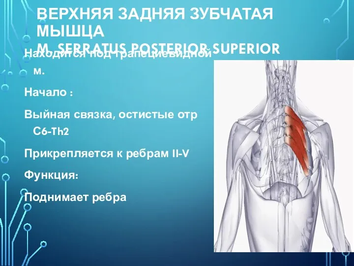 ВЕРХНЯЯ ЗАДНЯЯ ЗУБЧАТАЯ МЫШЦА M. SERRATUS POSTERIOR SUPERIOR Находится под трапециевидной м.