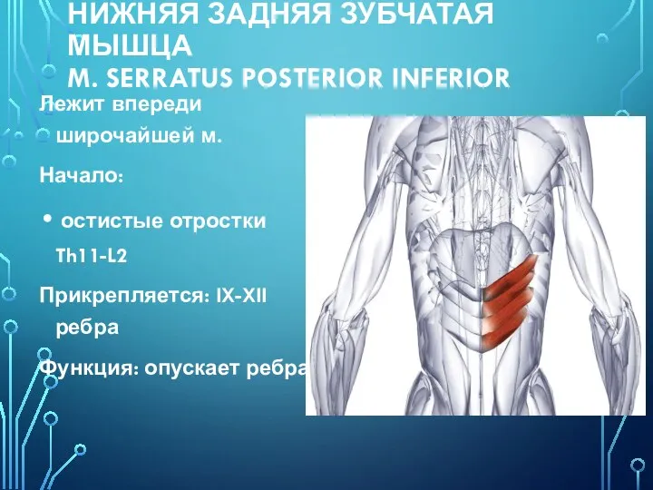 НИЖНЯЯ ЗАДНЯЯ ЗУБЧАТАЯ МЫШЦА M. SERRATUS POSTERIOR INFERIOR Лежит впереди широчайшей м.