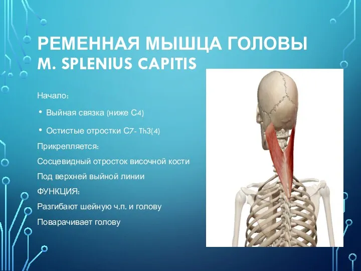 РЕМЕННАЯ МЫШЦА ГОЛОВЫ M. SPLENIUS CAPITIS Начало: Выйная связка (ниже С4) Остистые