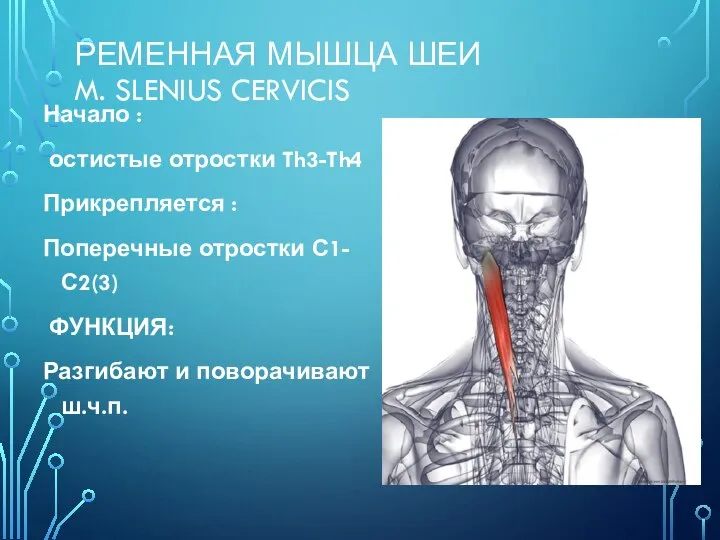 РЕМЕННАЯ МЫШЦА ШЕИ M. SLENIUS CERVICIS Начало : остистые отростки Th3-Th4 Прикрепляется