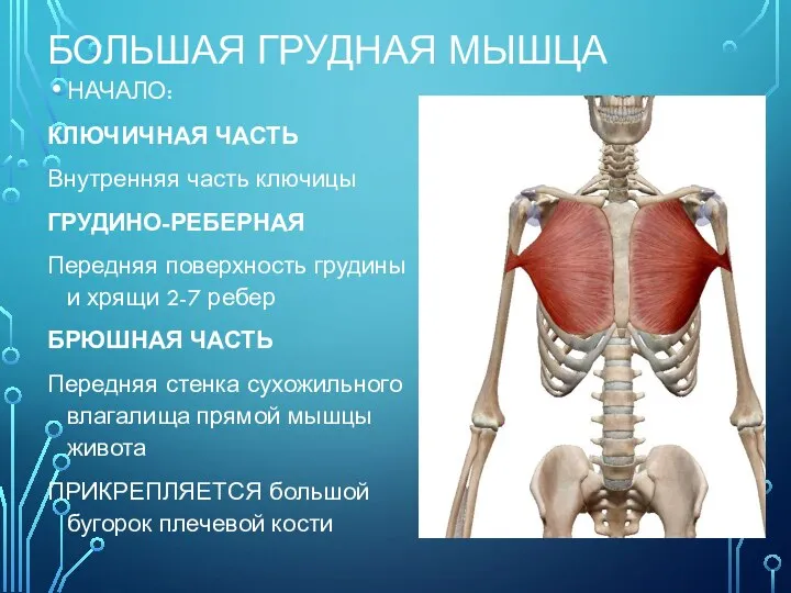 БОЛЬШАЯ ГРУДНАЯ МЫШЦА НАЧАЛО: КЛЮЧИЧНАЯ ЧАСТЬ Внутренняя часть ключицы ГРУДИНО-РЕБЕРНАЯ Передняя поверхность