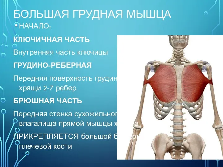 БОЛЬШАЯ ГРУДНАЯ МЫШЦА НАЧАЛО: КЛЮЧИЧНАЯ ЧАСТЬ Внутренняя часть ключицы ГРУДИНО-РЕБЕРНАЯ Передняя поверхность