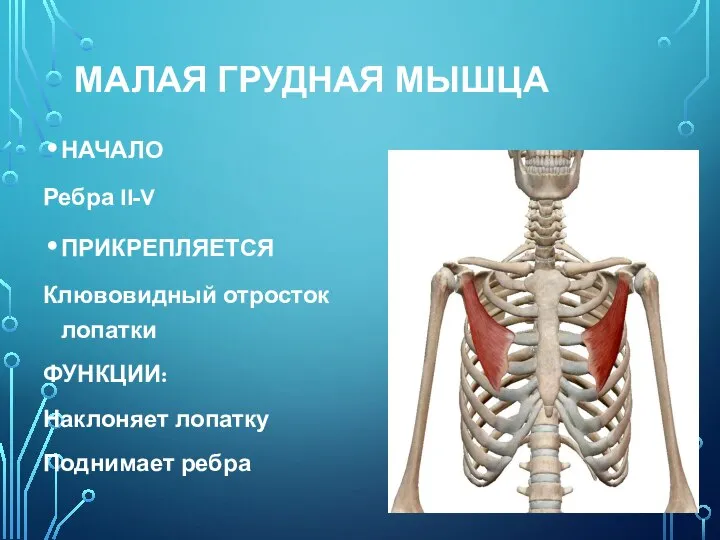 МАЛАЯ ГРУДНАЯ МЫШЦА НАЧАЛО Ребра II-V ПРИКРЕПЛЯЕТСЯ Клювовидный отросток лопатки ФУНКЦИИ: Наклоняет лопатку Поднимает ребра