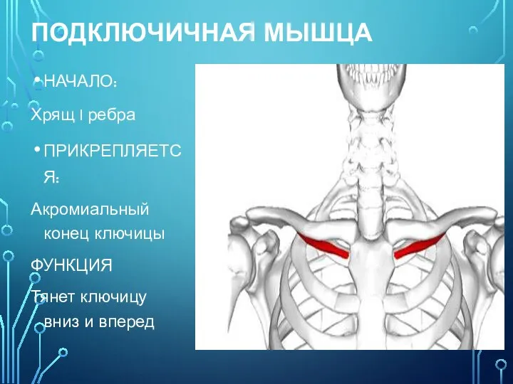 ПОДКЛЮЧИЧНАЯ МЫШЦА НАЧАЛО: Хрящ I ребра ПРИКРЕПЛЯЕТСЯ: Акромиальный конец ключицы ФУНКЦИЯ Тянет ключицу вниз и вперед