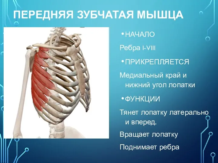 НАЧАЛО Ребра I-VIII ПРИКРЕПЛЯЕТСЯ Медиальный край и нижний угол лопатки ФУНКЦИИ Тянет