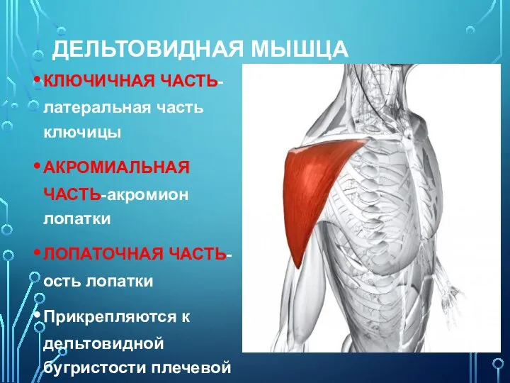 ДЕЛЬТОВИДНАЯ МЫШЦА КЛЮЧИЧНАЯ ЧАСТЬ-латеральная часть ключицы АКРОМИАЛЬНАЯ ЧАСТЬ-акромион лопатки ЛОПАТОЧНАЯ ЧАСТЬ- ость