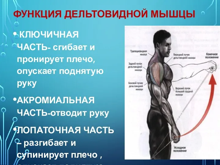 ФУНКЦИЯ ДЕЛЬТОВИДНОЙ МЫШЦЫ КЛЮЧИЧНАЯ ЧАСТЬ- сгибает и пронирует плечо, опускает поднятую руку