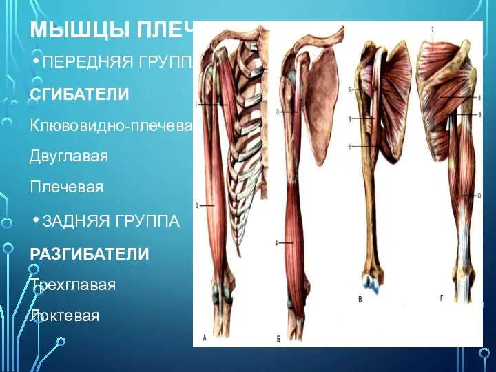 МЫШЦЫ ПЛЕЧА ПЕРЕДНЯЯ ГРУППА СГИБАТЕЛИ Клювовидно-плечевая Двуглавая Плечевая ЗАДНЯЯ ГРУППА РАЗГИБАТЕЛИ Трехглавая Локтевая