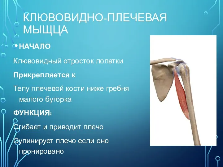 КЛЮВОВИДНО-ПЛЕЧЕВАЯ МЫЩЦА НАЧАЛО Клювовидный отросток лопатки Прикрепляется к Телу плечевой кости ниже