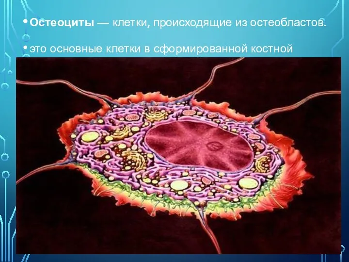 Остеоциты — клетки, происходящие из остеобластов. это основные клетки в сформированной костной ткани.