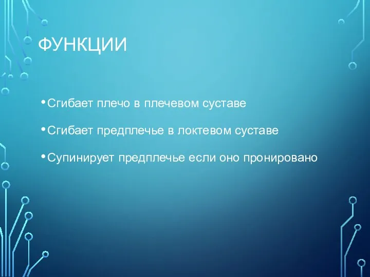 ФУНКЦИИ Сгибает плечо в плечевом суставе Сгибает предплечье в локтевом суставе Супинирует предплечье если оно пронировано