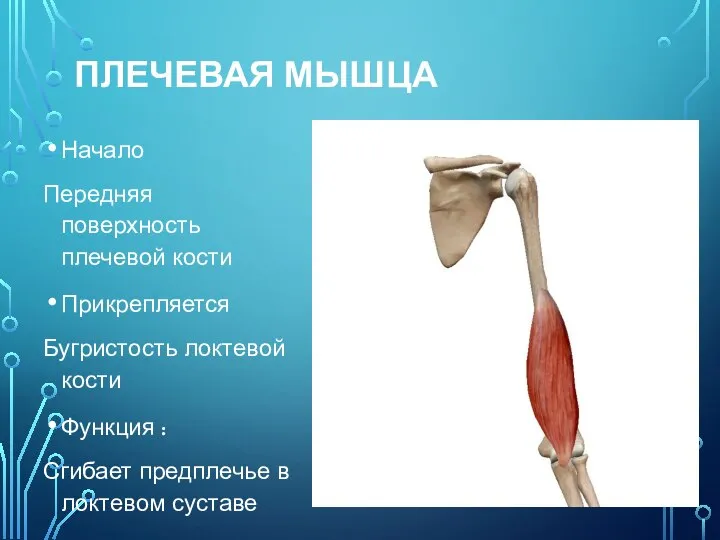 ПЛЕЧЕВАЯ МЫШЦА Начало Передняя поверхность плечевой кости Прикрепляется Бугристость локтевой кости Функция