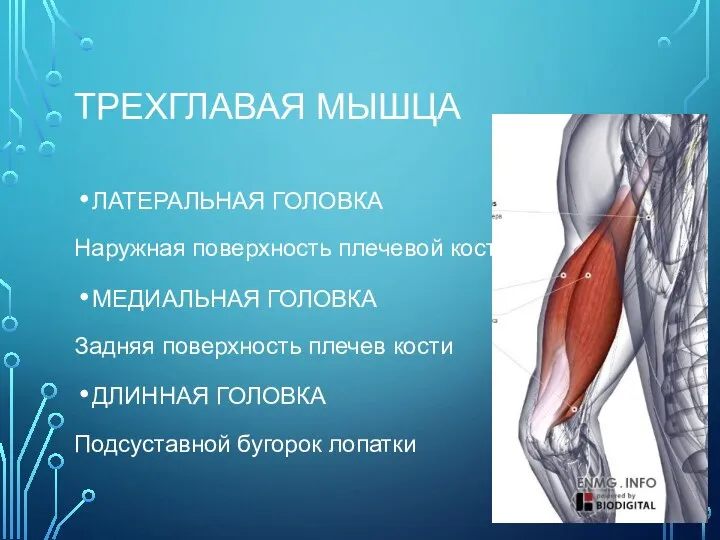 ТРЕХГЛАВАЯ МЫШЦА ЛАТЕРАЛЬНАЯ ГОЛОВКА Наружная поверхность плечевой кости МЕДИАЛЬНАЯ ГОЛОВКА Задняя поверхность