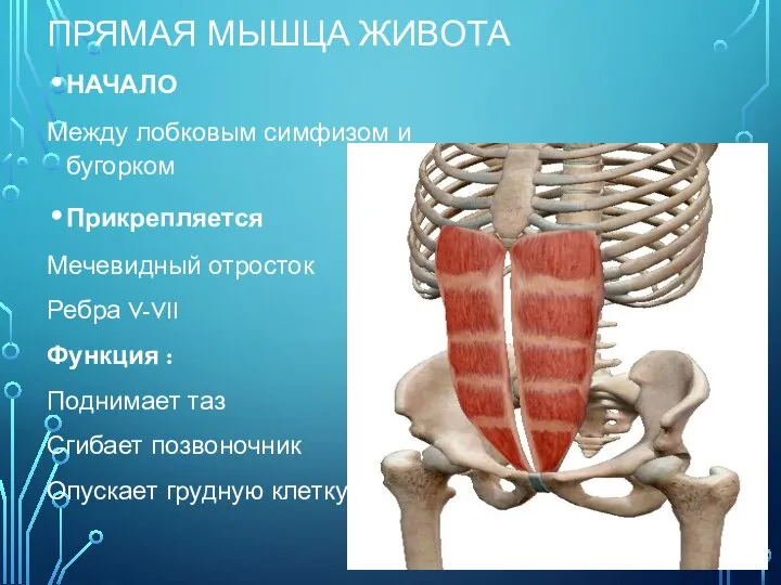 ПРЯМАЯ МЫШЦА ЖИВОТА НАЧАЛО Между лобковым симфизом и бугорком Прикрепляется Мечевидный отросток