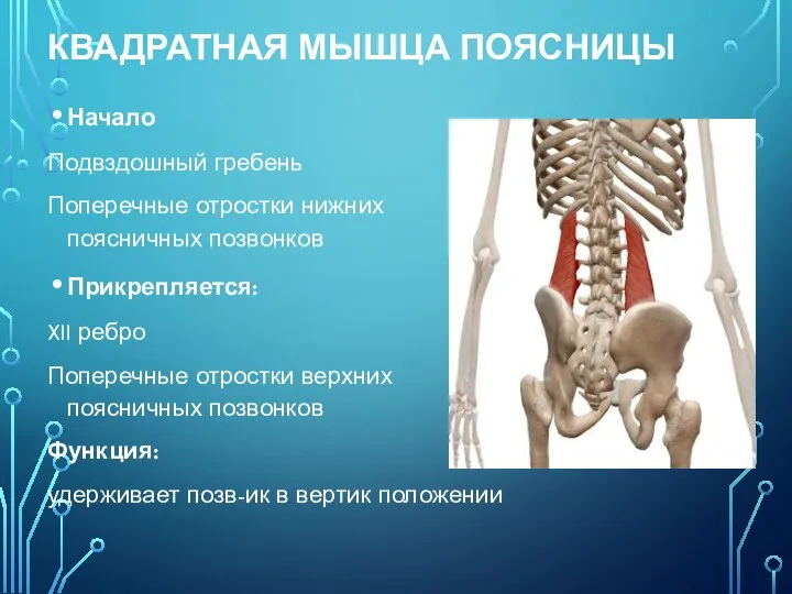 КВАДРАТНАЯ МЫШЦА ПОЯСНИЦЫ Начало Подвздошный гребень Поперечные отростки нижних поясничных позвонков Прикрепляется: