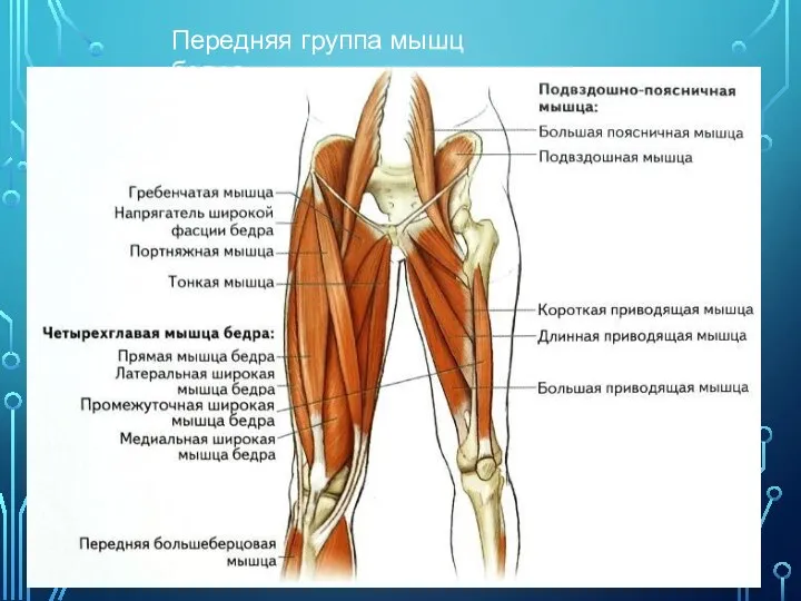 Передняя группа мышц бедра