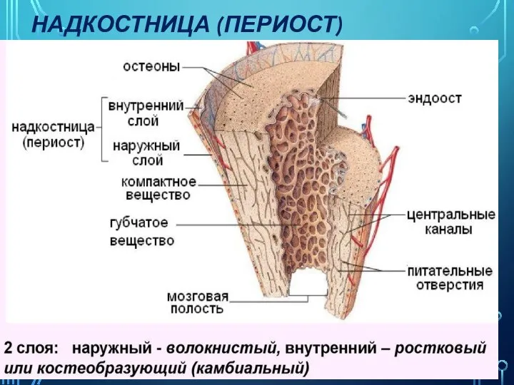 НАДКОСТНИЦА (ПЕРИОСТ)