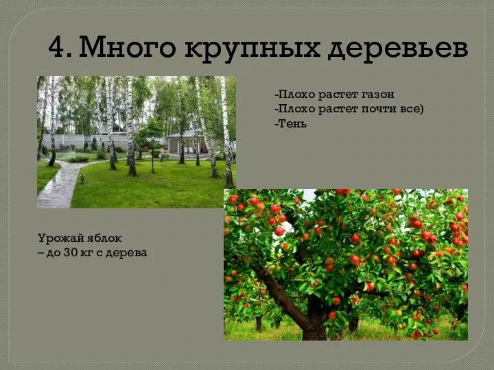 4. Много крупных деревьев Плохо растет газон Плохо растет почти все) Тень