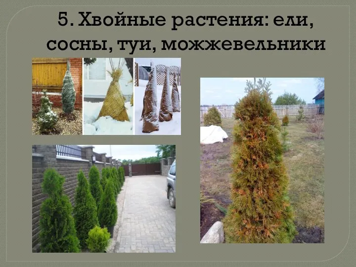 5. Хвойные растения: ели, сосны, туи, можжевельники