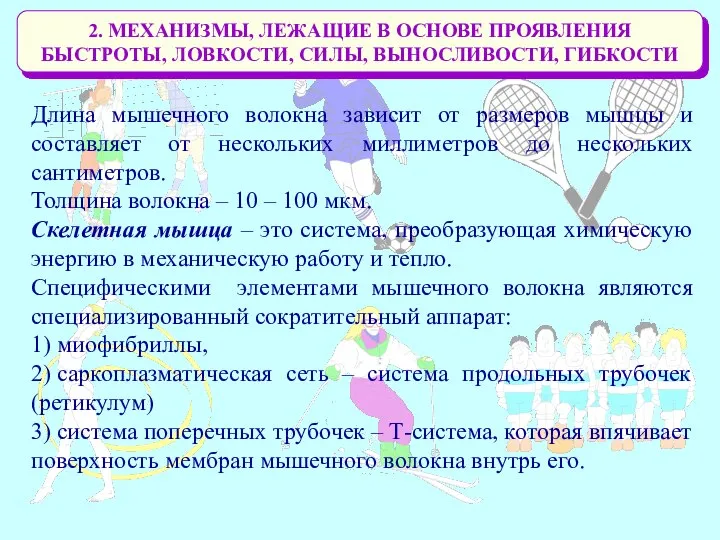 2. МЕХАНИЗМЫ, ЛЕЖАЩИЕ В ОСНОВЕ ПРОЯВЛЕНИЯ БЫСТРОТЫ, ЛОВКОСТИ, СИЛЫ, ВЫНОСЛИВОСТИ, ГИБКОСТИ Длина