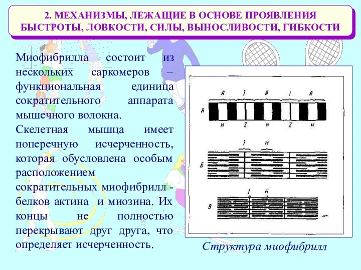 2. МЕХАНИЗМЫ, ЛЕЖАЩИЕ В ОСНОВЕ ПРОЯВЛЕНИЯ БЫСТРОТЫ, ЛОВКОСТИ, СИЛЫ, ВЫНОСЛИВОСТИ, ГИБКОСТИ Миофибрилла