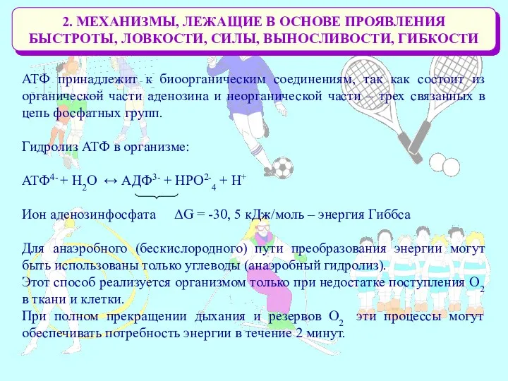 2. МЕХАНИЗМЫ, ЛЕЖАЩИЕ В ОСНОВЕ ПРОЯВЛЕНИЯ БЫСТРОТЫ, ЛОВКОСТИ, СИЛЫ, ВЫНОСЛИВОСТИ, ГИБКОСТИ АТФ