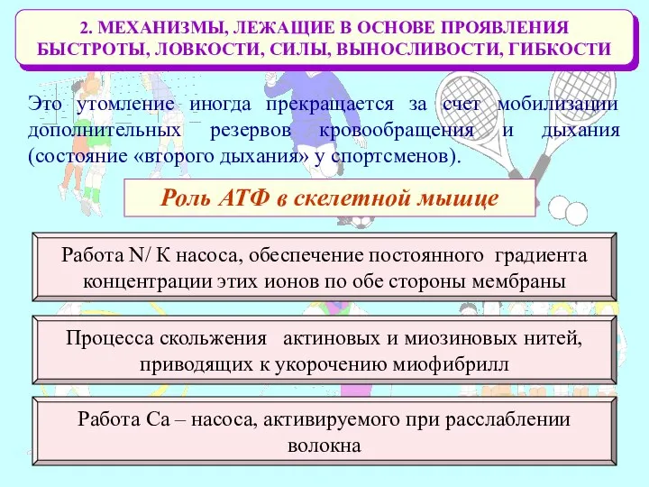 2. МЕХАНИЗМЫ, ЛЕЖАЩИЕ В ОСНОВЕ ПРОЯВЛЕНИЯ БЫСТРОТЫ, ЛОВКОСТИ, СИЛЫ, ВЫНОСЛИВОСТИ, ГИБКОСТИ Это