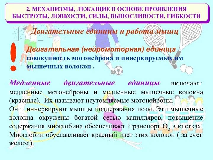 2. МЕХАНИЗМЫ, ЛЕЖАЩИЕ В ОСНОВЕ ПРОЯВЛЕНИЯ БЫСТРОТЫ, ЛОВКОСТИ, СИЛЫ, ВЫНОСЛИВОСТИ, ГИБКОСТИ Двигательные