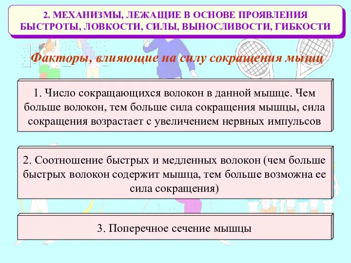 2. МЕХАНИЗМЫ, ЛЕЖАЩИЕ В ОСНОВЕ ПРОЯВЛЕНИЯ БЫСТРОТЫ, ЛОВКОСТИ, СИЛЫ, ВЫНОСЛИВОСТИ, ГИБКОСТИ Факторы,