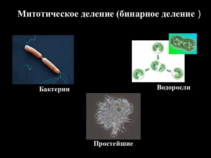 Митотическое деление (бинарное деление )