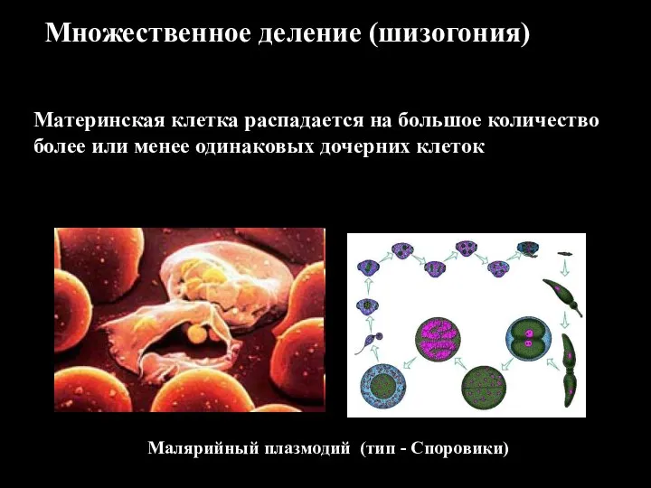 Множественное деление (шизогония) Материнская клетка распадается на большое количество более или менее