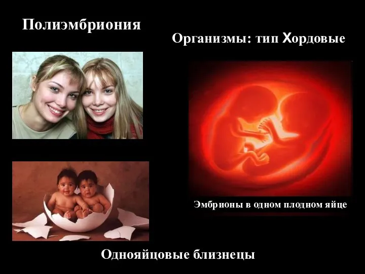 Полиэмбриония Организмы: тип Хордовые Однояйцовые близнецы