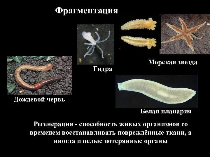 Фрагментация Регенерация - способность живых организмов со временем восстанавливать повреждённые ткани, а