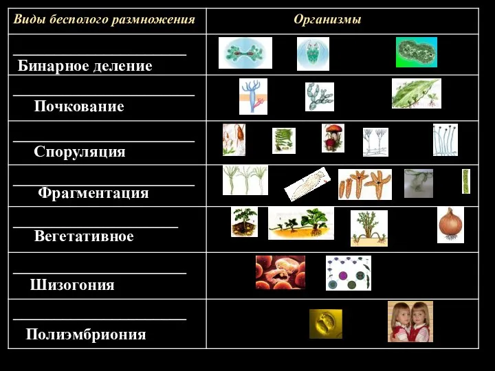 Бинарное деление Почкование Споруляция Фрагментация Вегетативное Шизогония Полиэмбриония