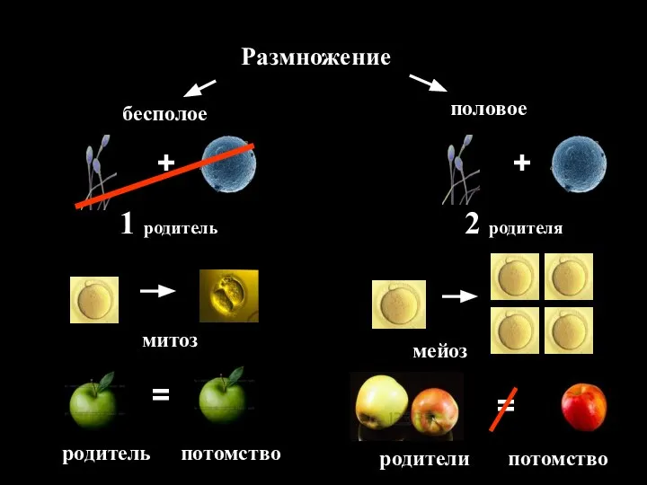 Размножение бесполое половое + + 1 родитель мейоз митоз родитель родители потомство