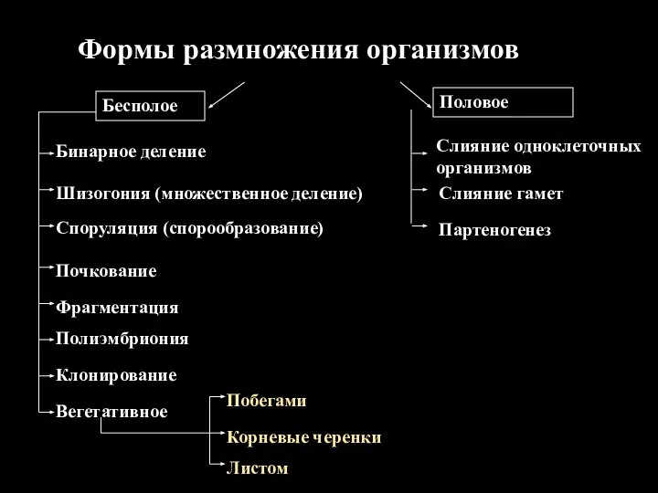 Бесполое Половое Бинарное деление Шизогония (множественное деление) Споруляция (спорообразование) Вегетативное Почкование Фрагментация