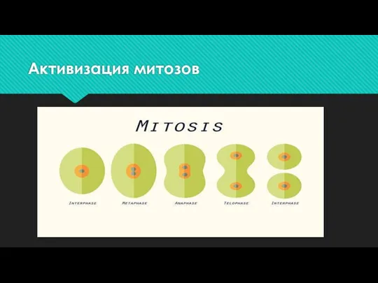 Активизация митозов