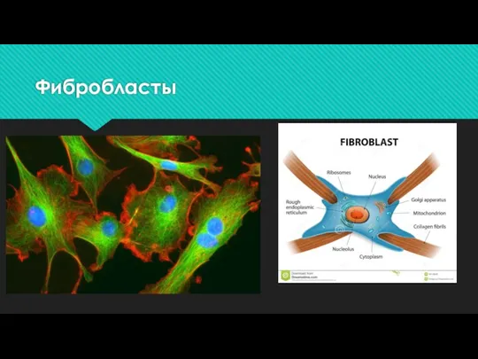 Фибробласты