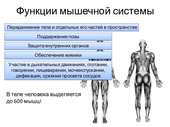 Функции мышечной системы Передвижение тела и отдельных его частей в пространстве Поддержание