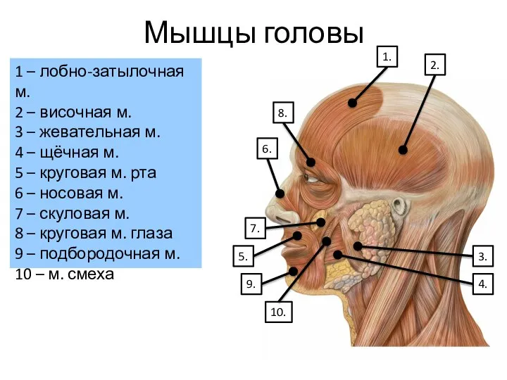 Мышцы головы 1 – лобно-затылочная м. 2 – височная м. 3 –