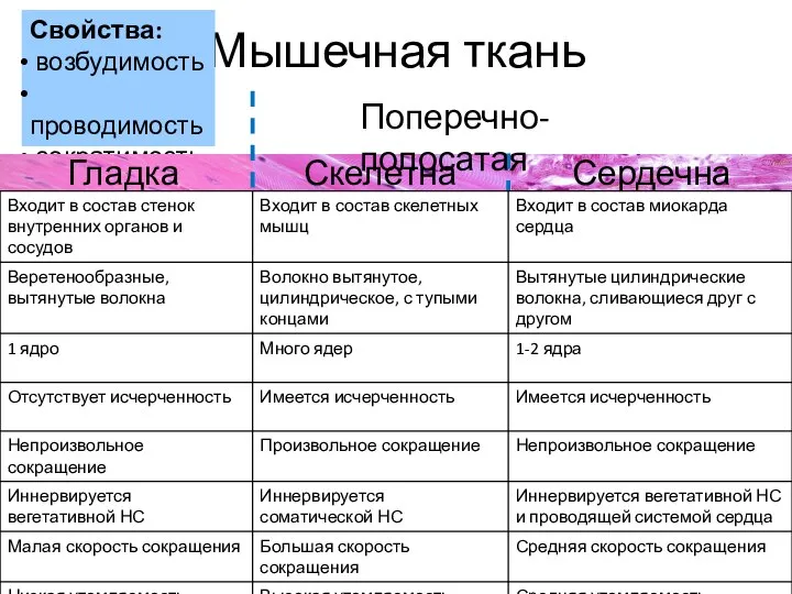 Мышечная ткань Свойства: возбудимость проводимость сократимость Гладкая Поперечно-полосатая Скелетная Сердечная