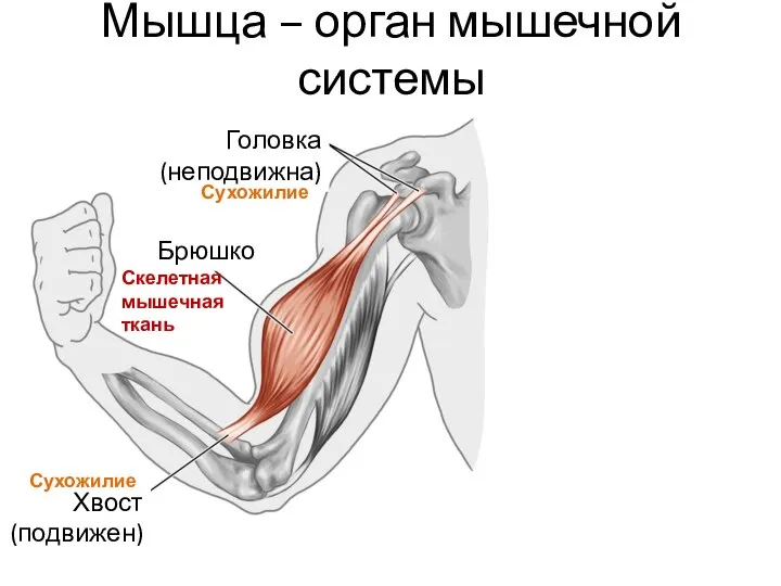 Мышца – орган мышечной системы