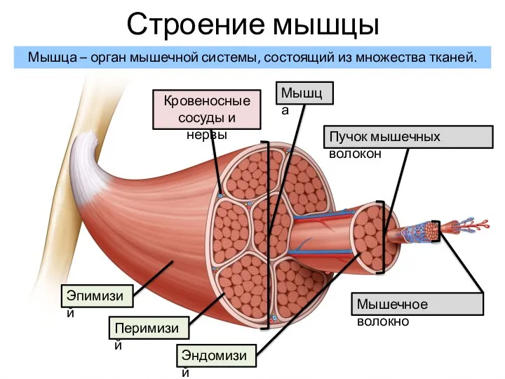 Строение мышцы Пучок мышечных волокон Мышца Кровеносные сосуды и нервы Эпимизий Перимизий