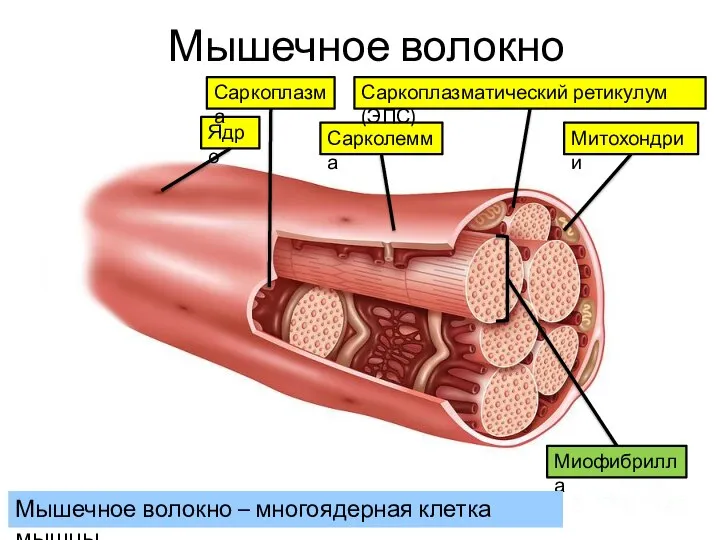 Мышечное волокно Сарколемма Саркоплазматический ретикулум (ЭПС) Митохондрии Миофибрилла Мышечное волокно – многоядерная клетка мышцы. Ядро Саркоплазма